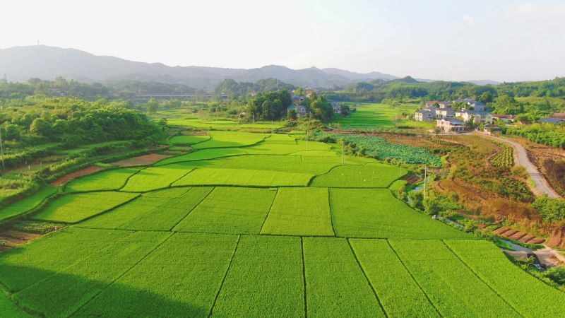 การทำเกษตรแบบแปลงใหญ่